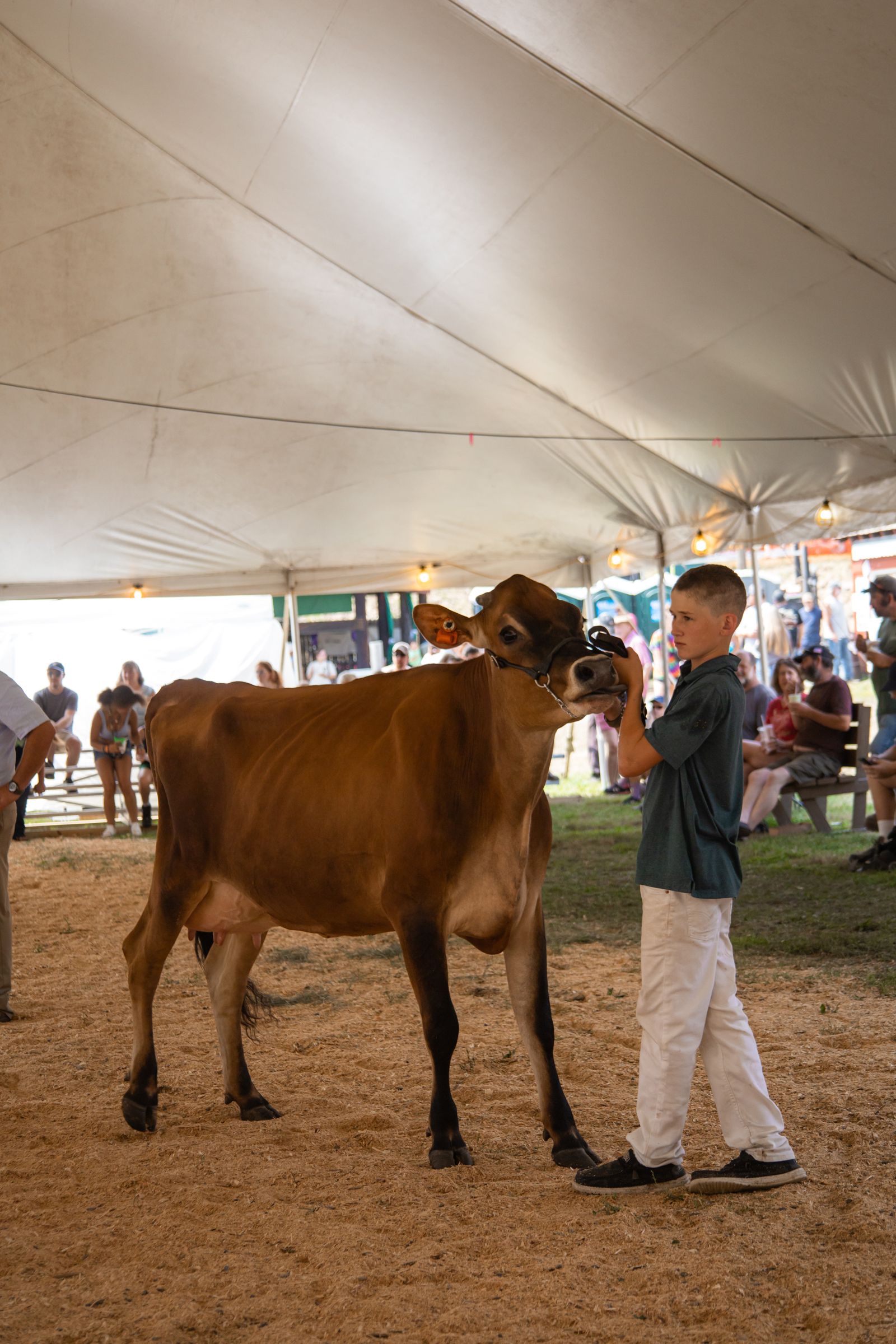 Boy standing with a brown calf under a large tent at a livestock show