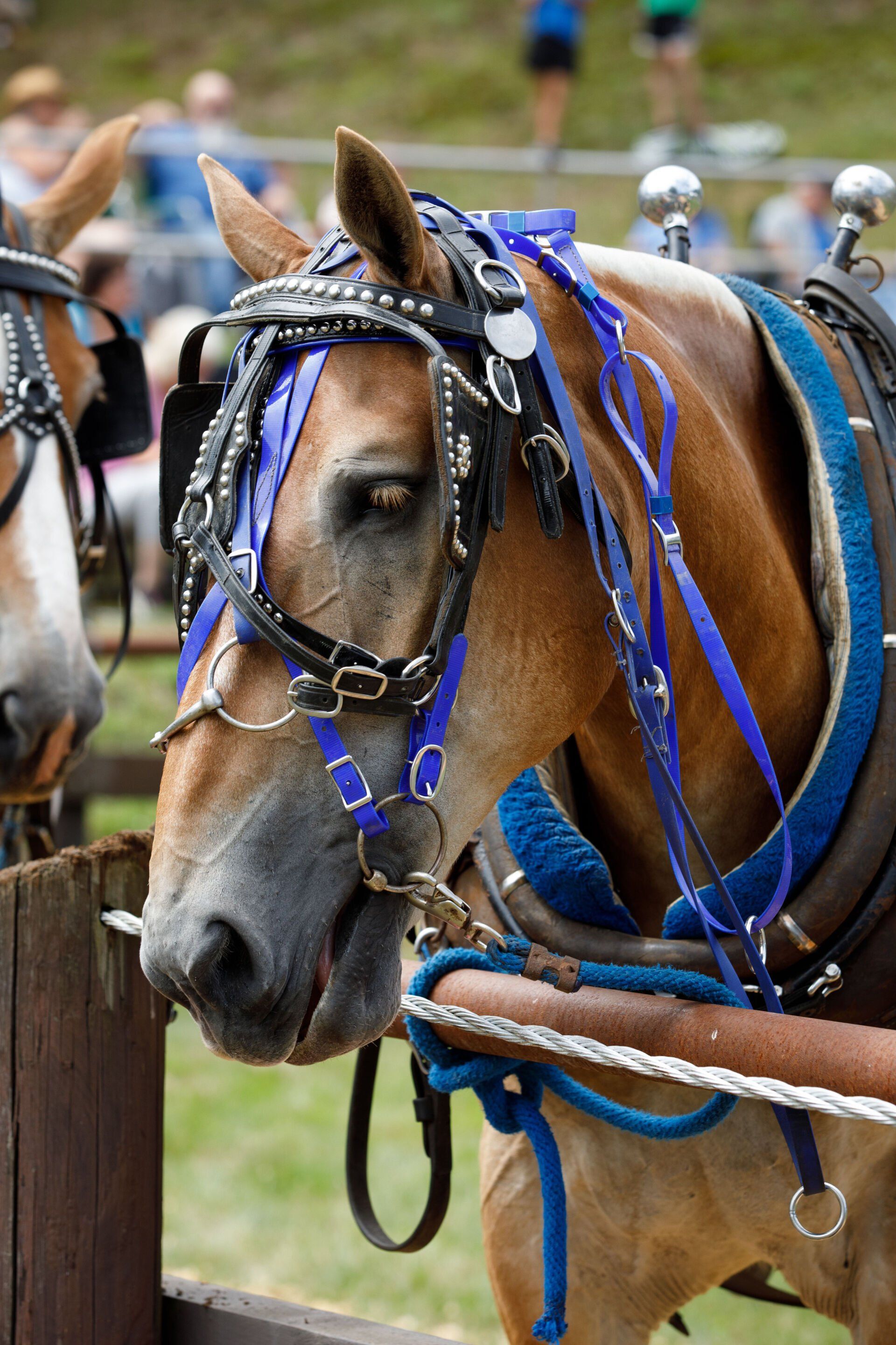 A close up of a horse wearing a bridle and saddle