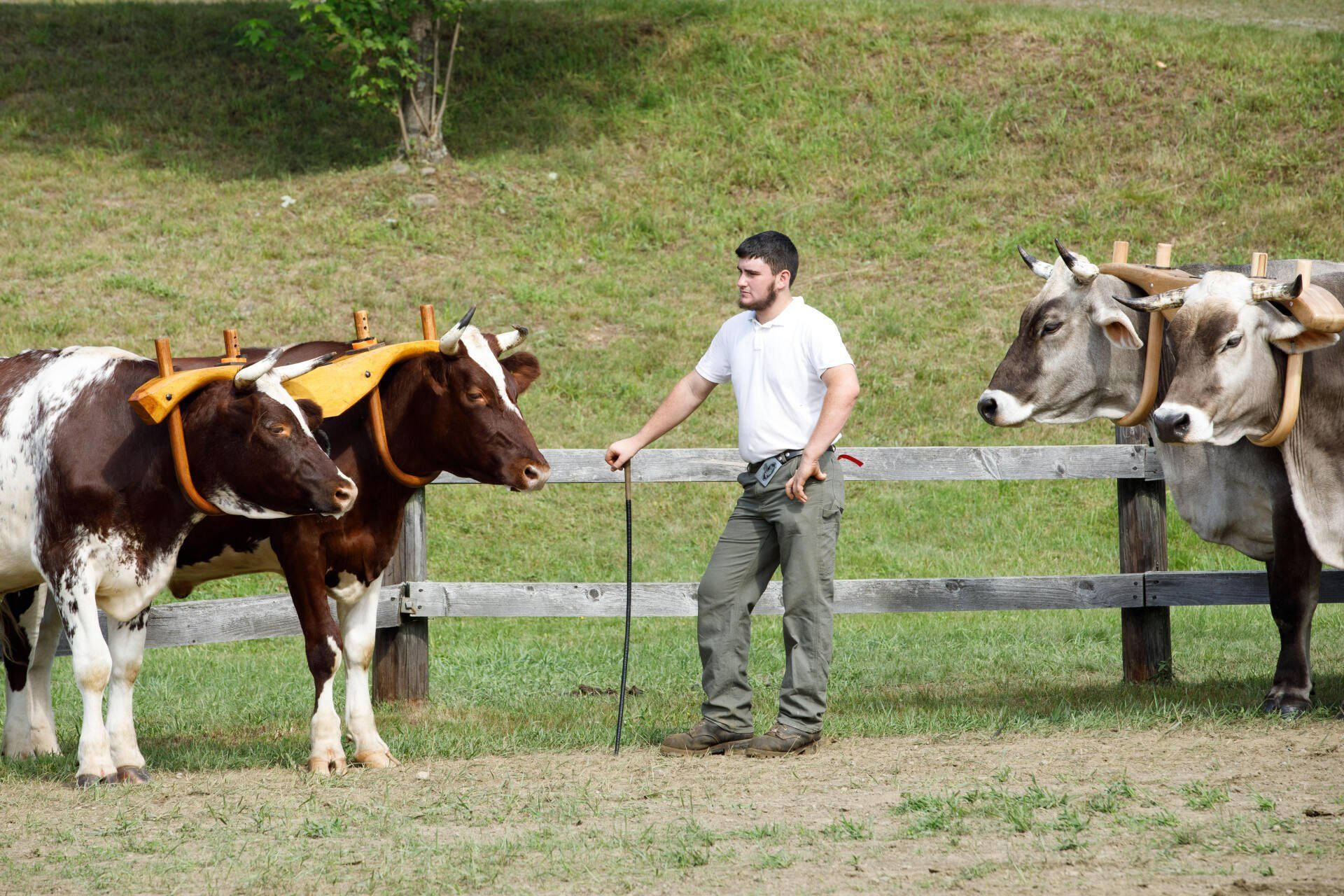 A man is standing next to a herd of cows in a field.