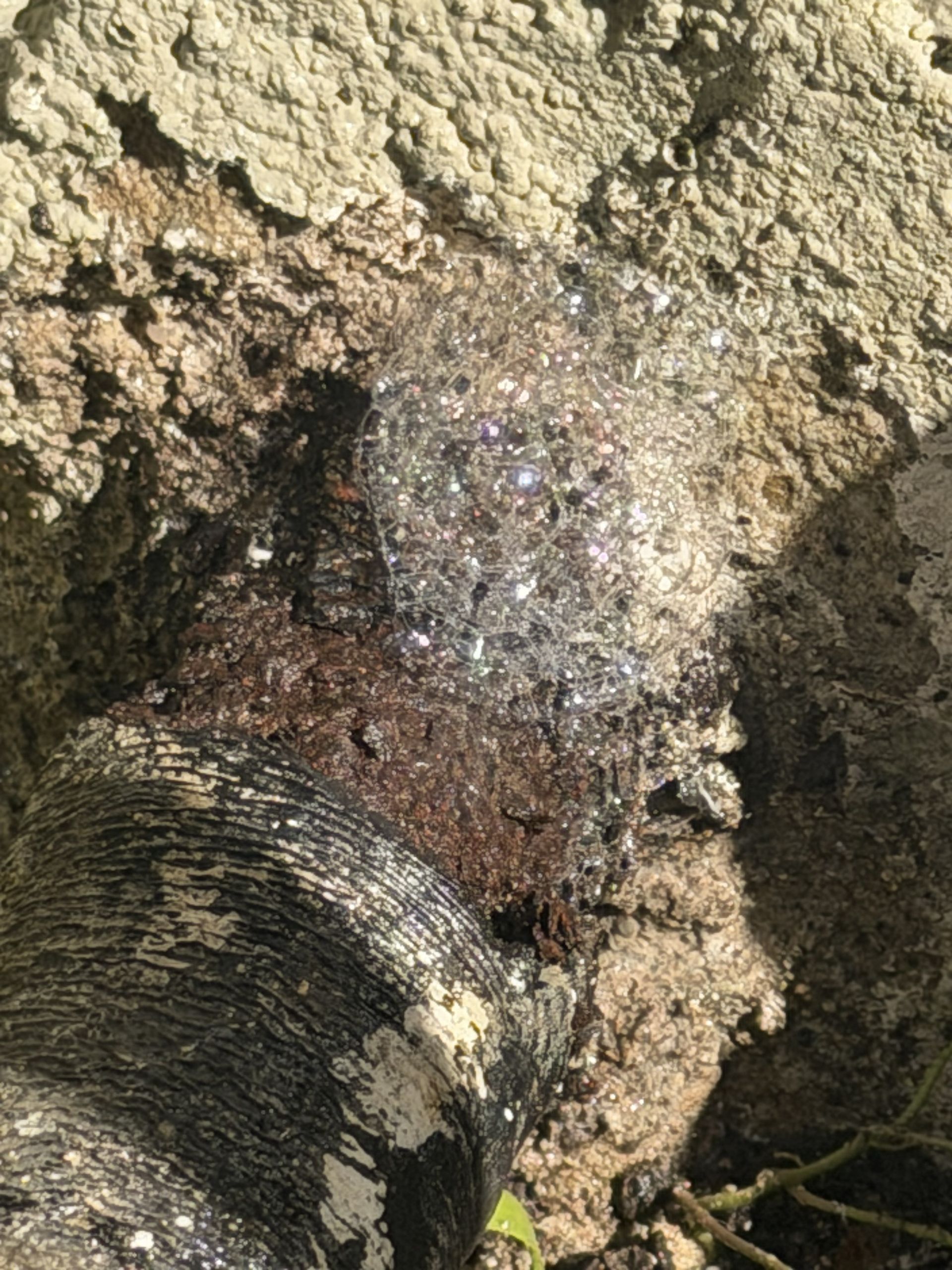 Close-up of a damaged pipe leaking water into muddy ground and rocks
