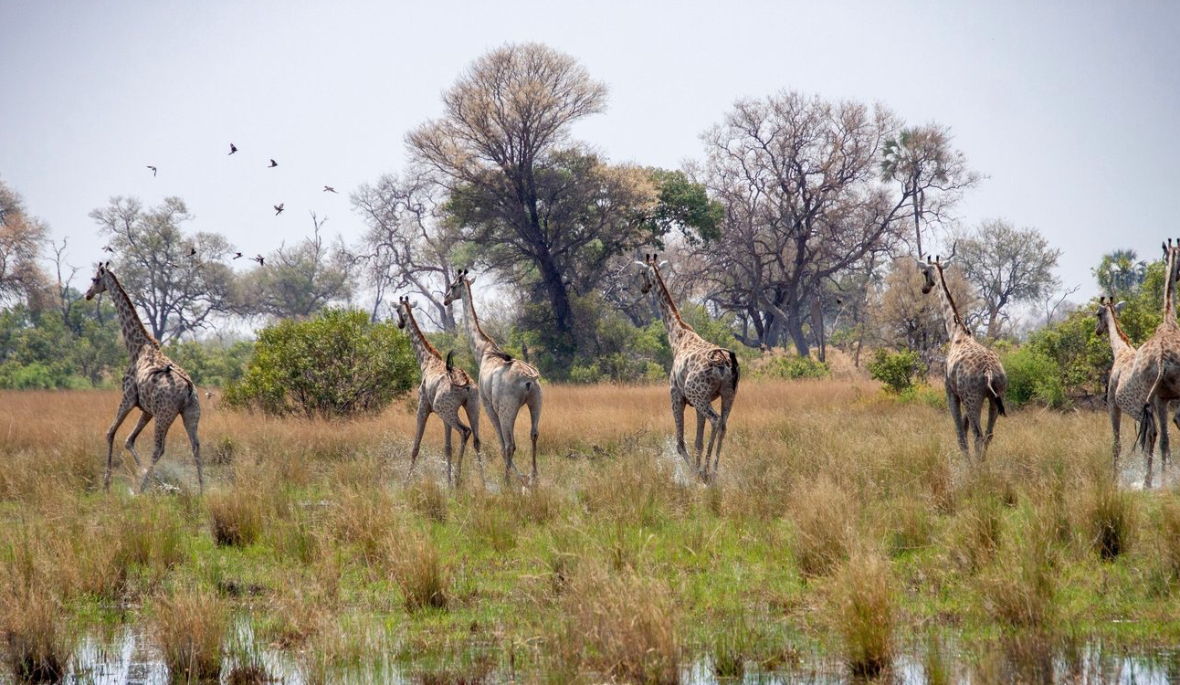Five giraffes standing in tall grass in a savanna with scattered trees