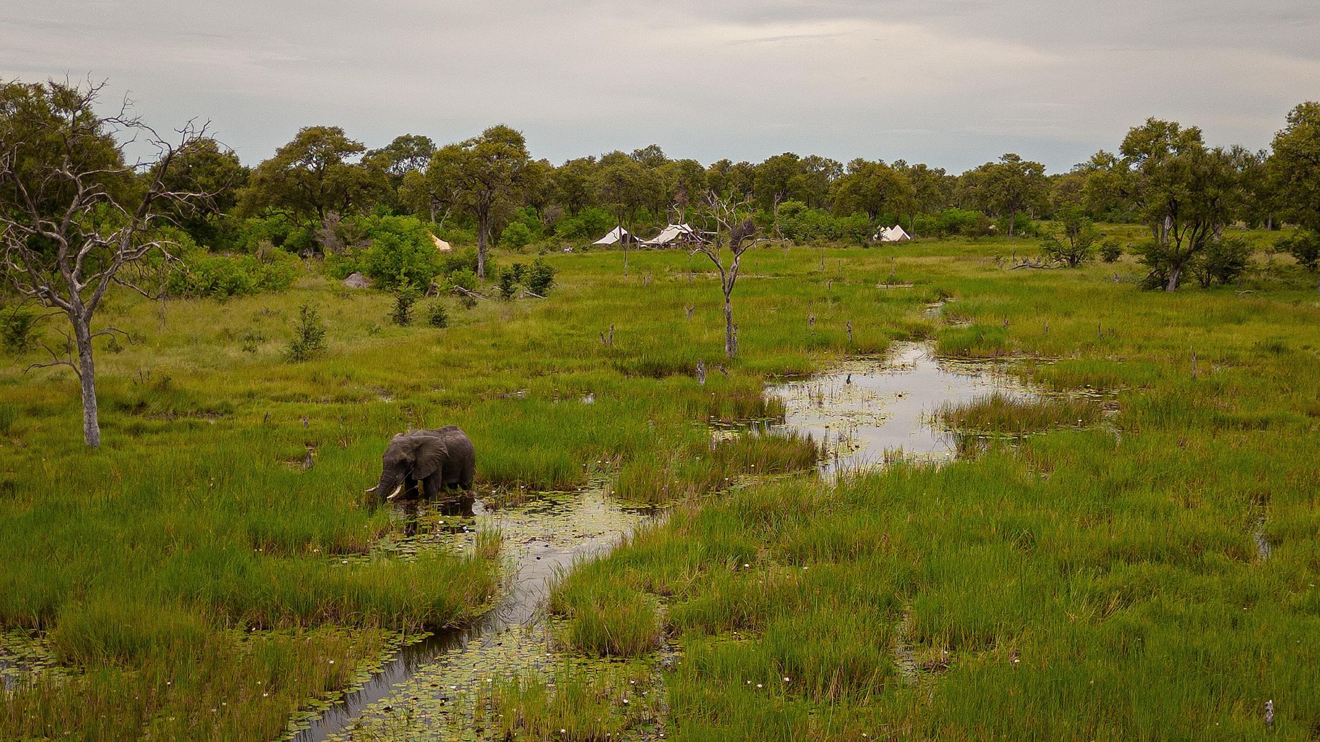 Feline Fields Okavango Delta