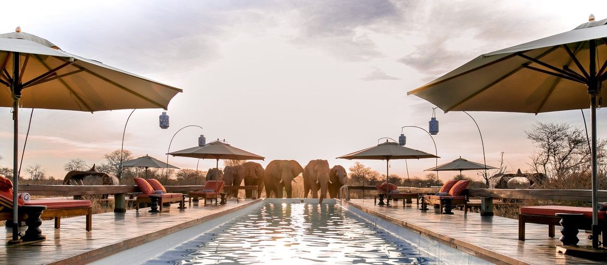 Feline Fields Elephants at pool