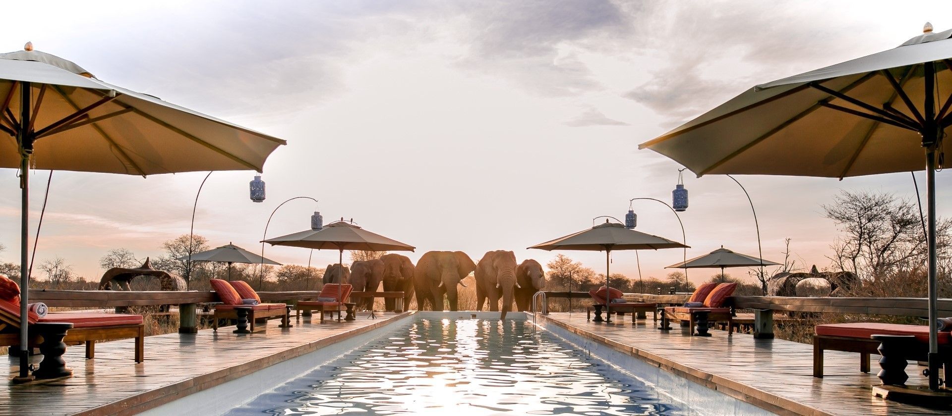 Feline Fields Elephants at pool