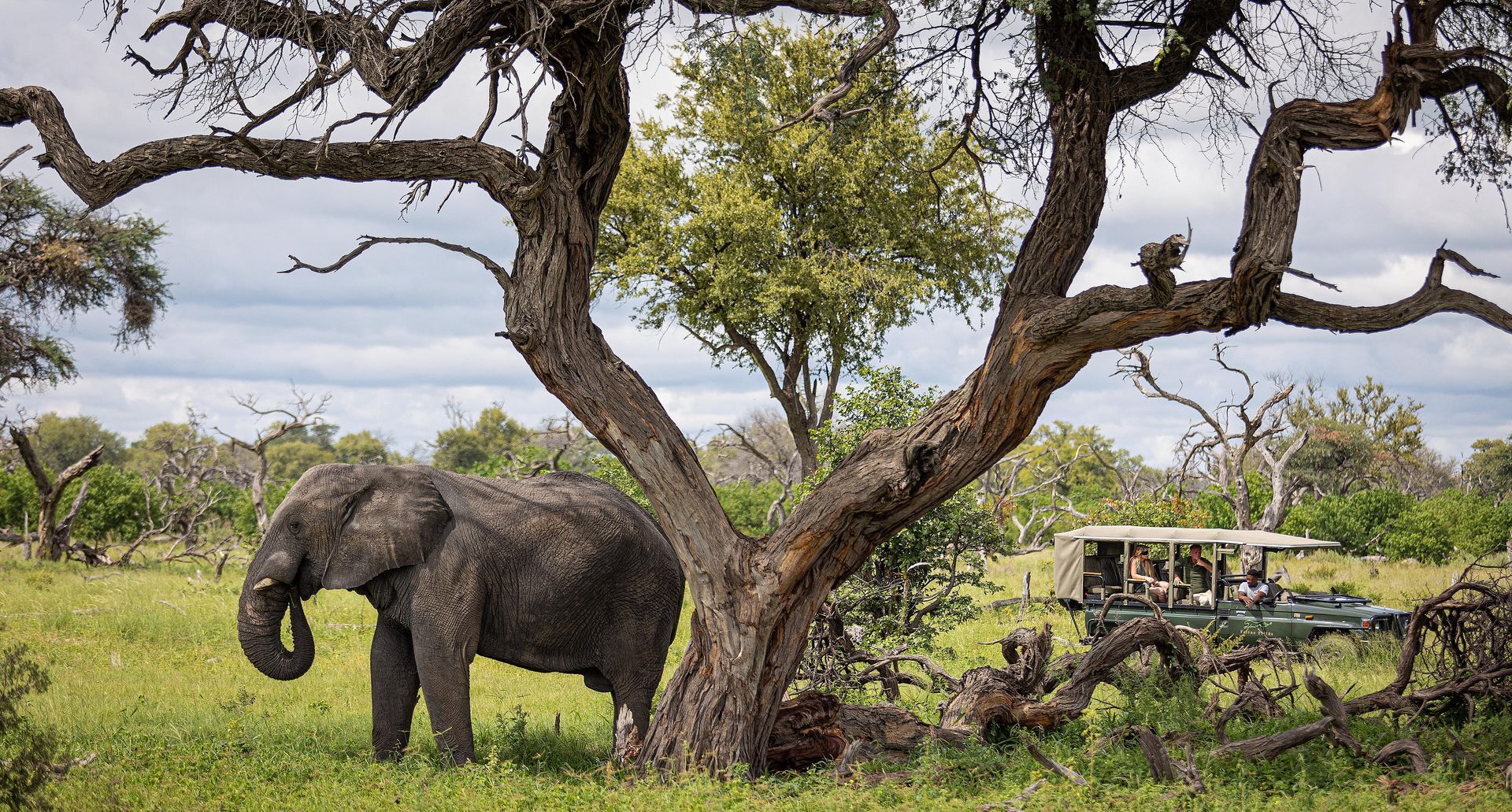 An African elephant stands in a grassy savanna under a large tree near a safari vehicle with tourists.