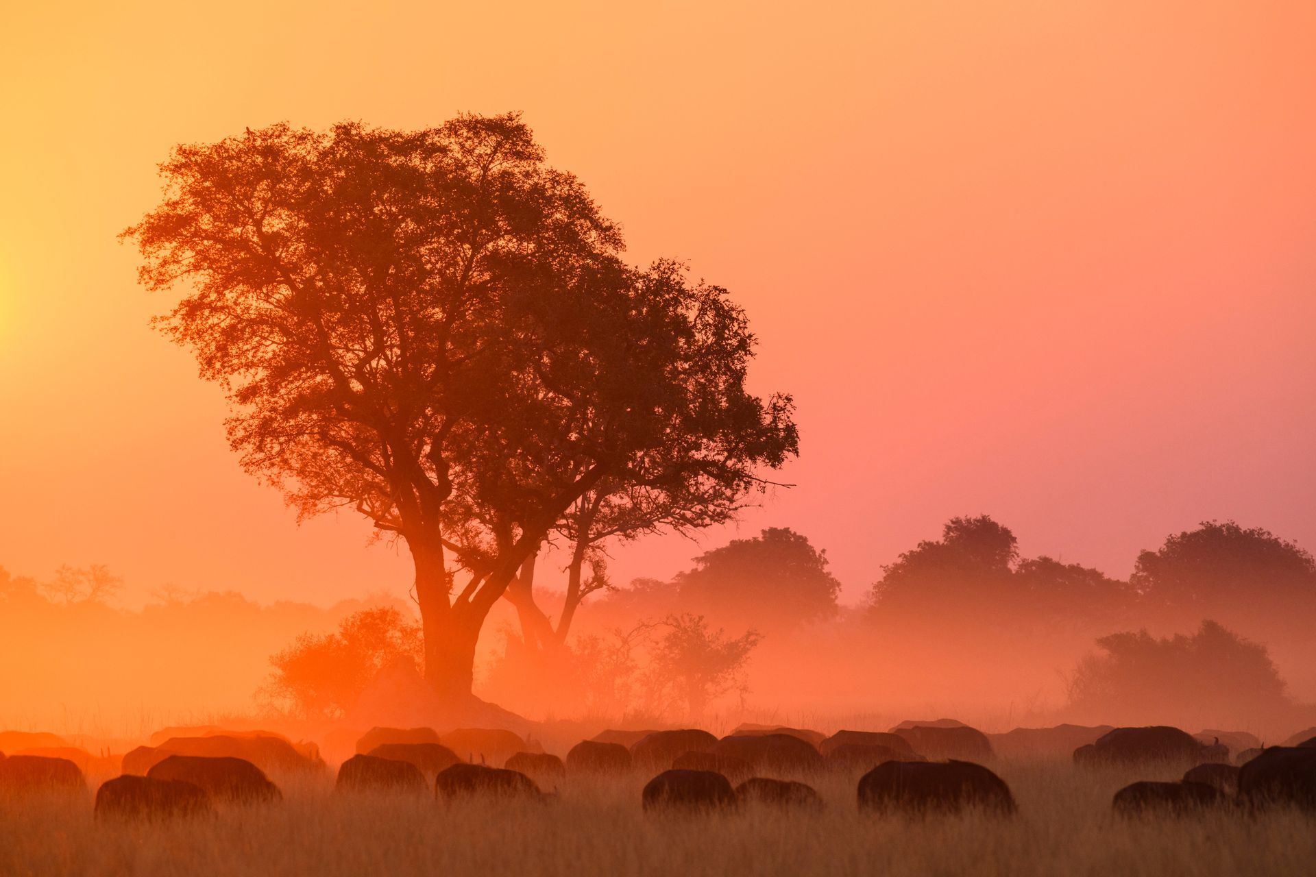 Silhouetted tree at sunrise over a misty field with grazing cattle
