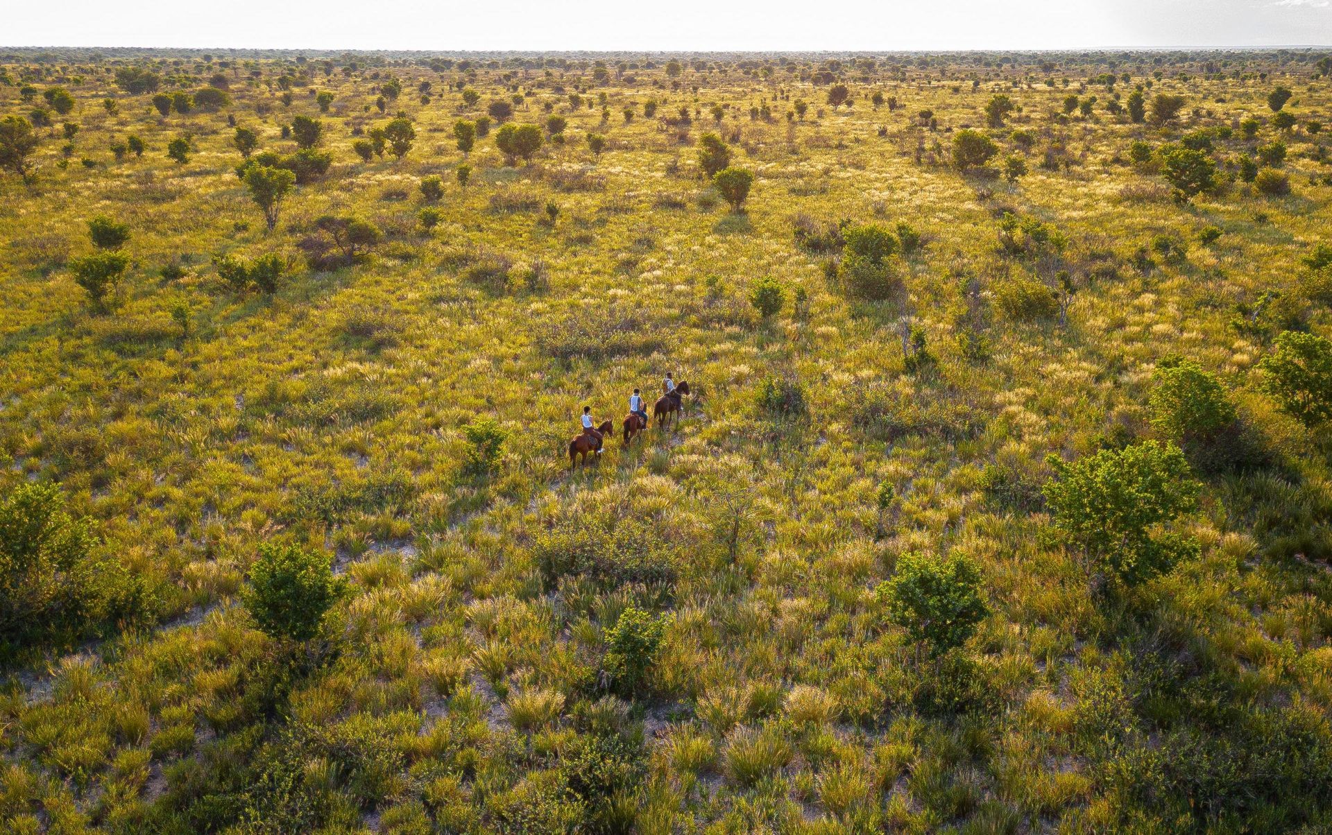 Small group walking across a dry yellow-green savanna with scattered shrubs and trees, seen from above