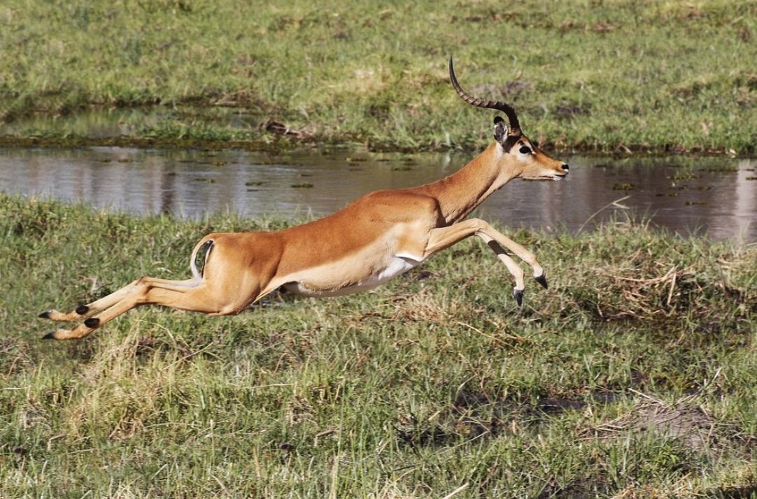 Antelope leaping across grassy field beside a narrow stream