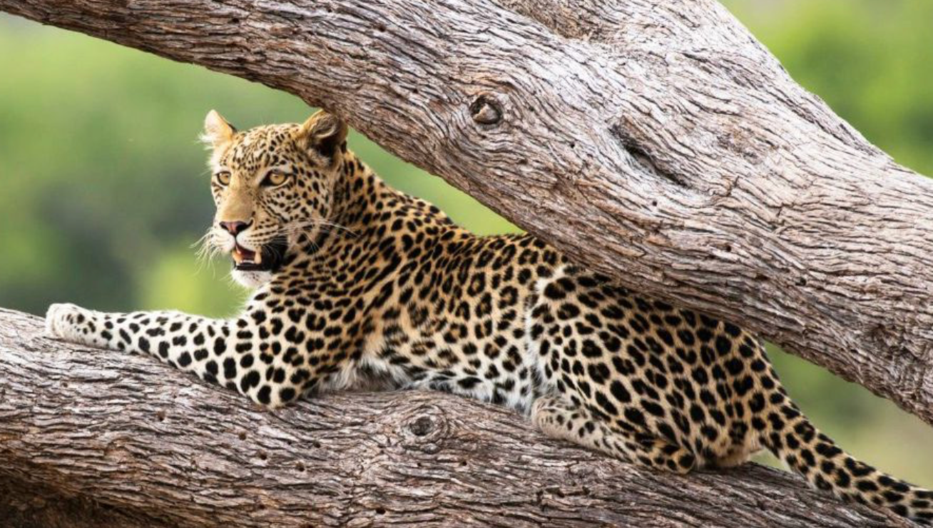 Leopard resting on a tree branch, camouflaged against textured bark in a green setting