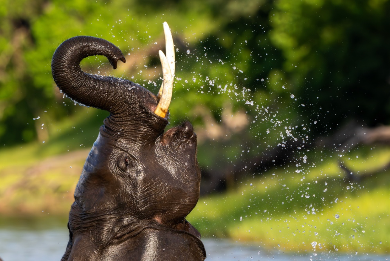 Elephant spraying water from its trunk, splashing in a green outdoor setting