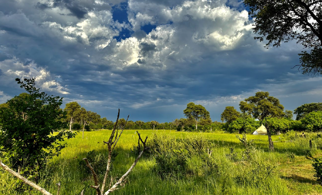 Grassy field with trees under a dramatic cloudy sky