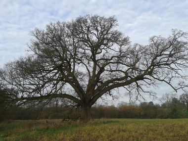 winter oak