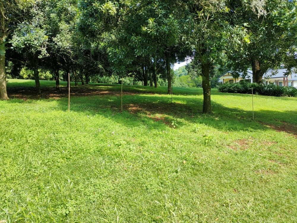 Sunny grassy park with trees and shaded lawn near houses in the background