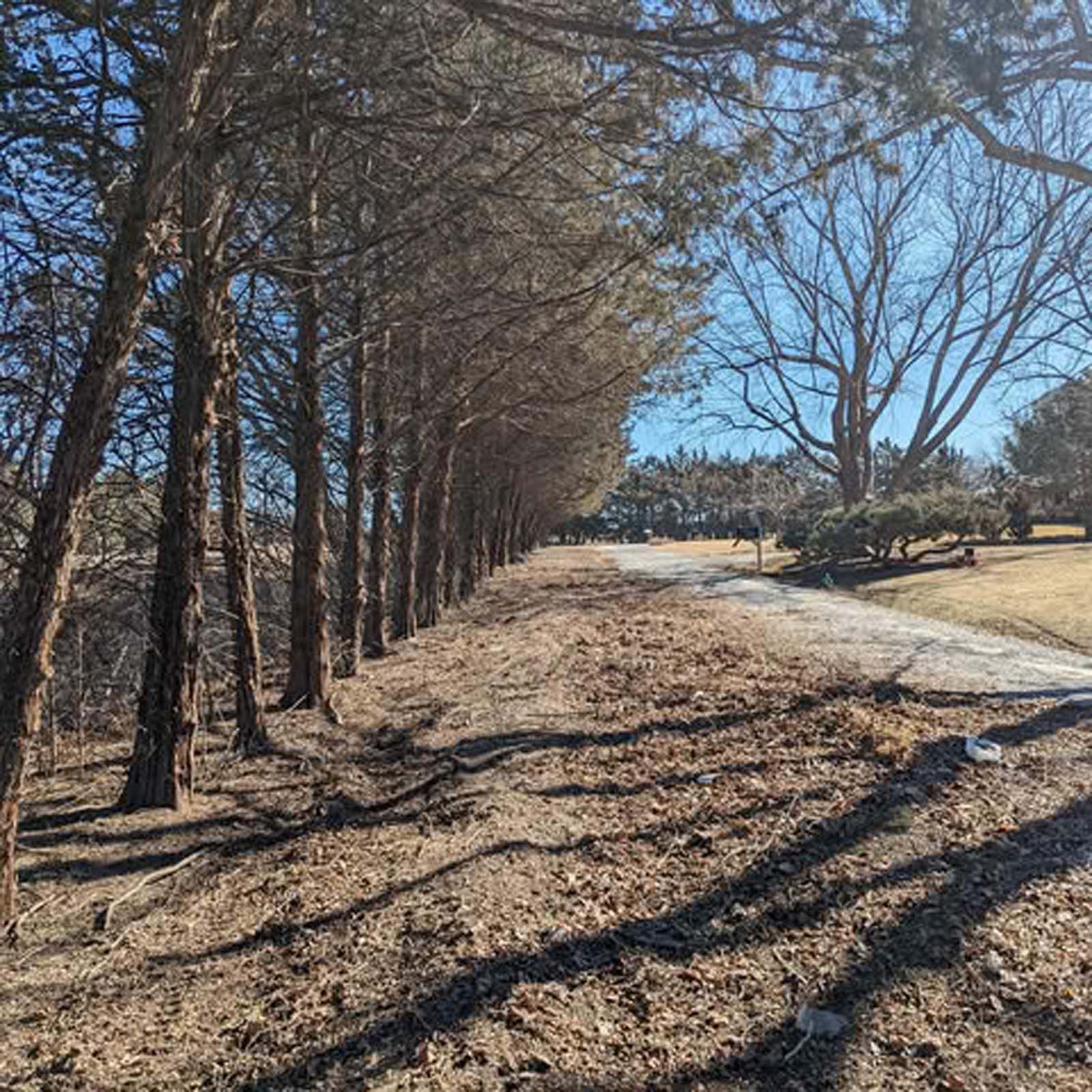 A row of trees along a dirt road on a sunny day.