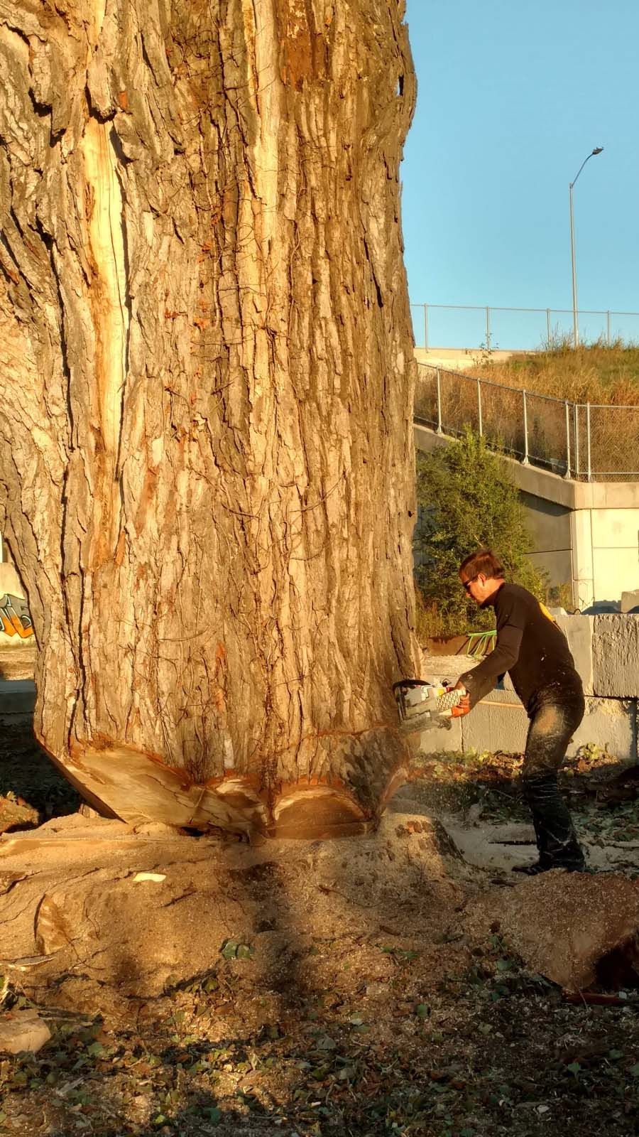 A man is cutting down a large tree with a chainsaw.