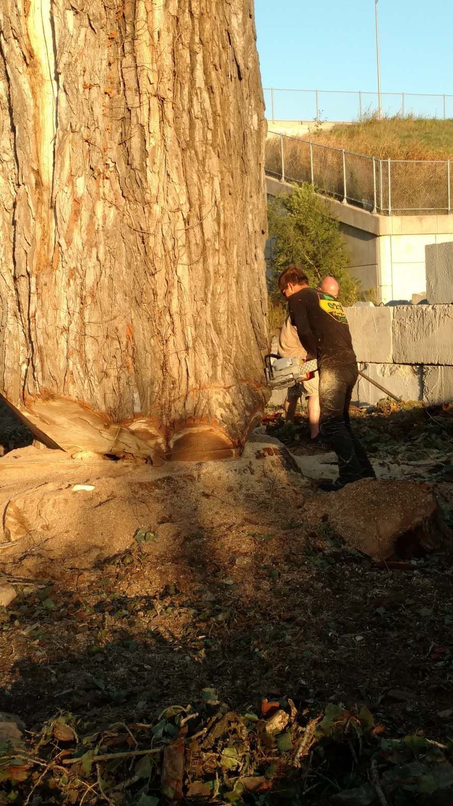 A man is cutting down a tree with a chainsaw.