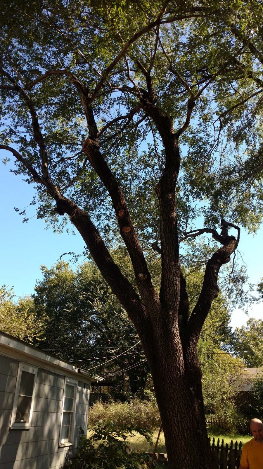 A man is climbing a tree in front of a house.