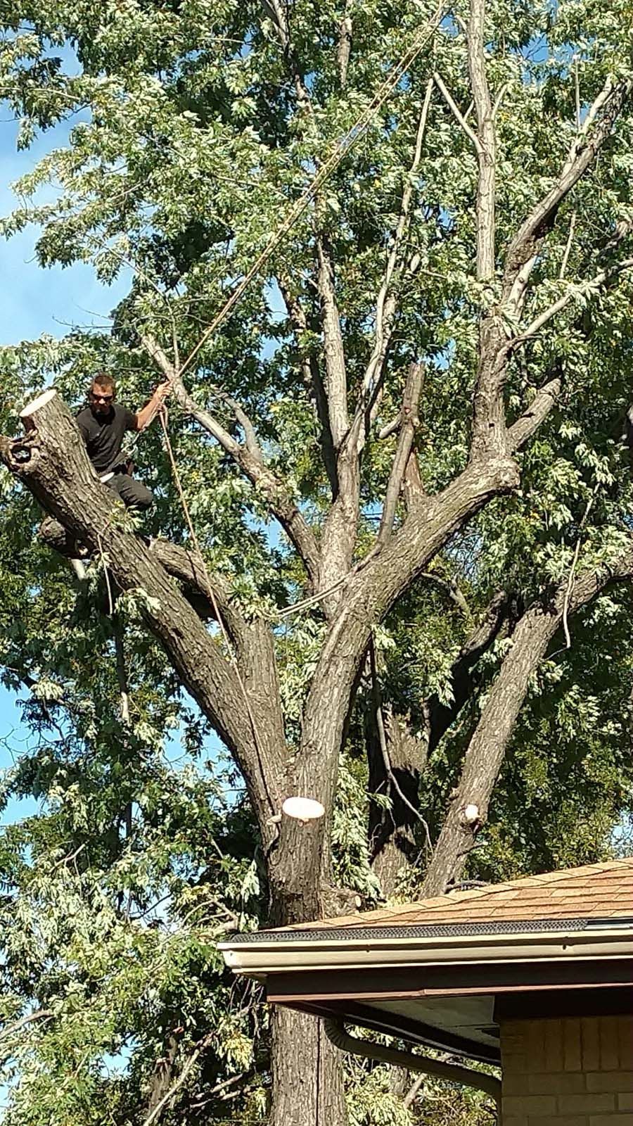 A man is climbing a tree with a chainsaw.