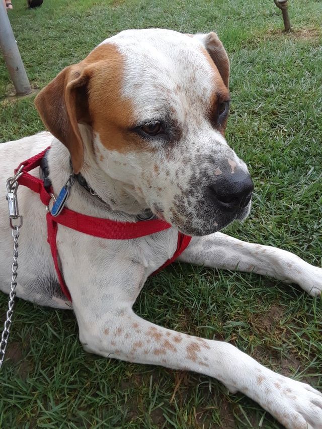 Close Shot of Dog on Leash | Sidney, OH | Paws & Claws Retreat