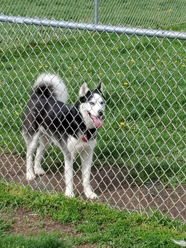 A Husky Standing on Grass | Sidney, OH | Paws & Claws Retreat