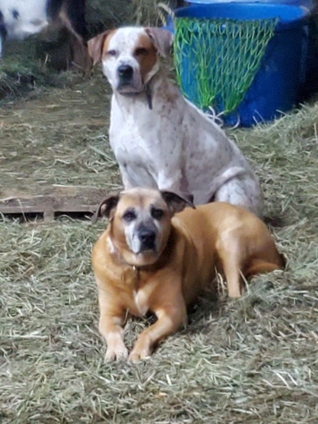 Close Shot of Two Dogs | Sidney, OH | Paws & Claws Retreat