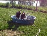 Pets Having Bath | Sidney, OH | Paws & Claws Retreat