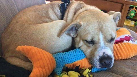 A Dog Feeling Comfortable | Sidney, OH | Paws & Claws Retreat