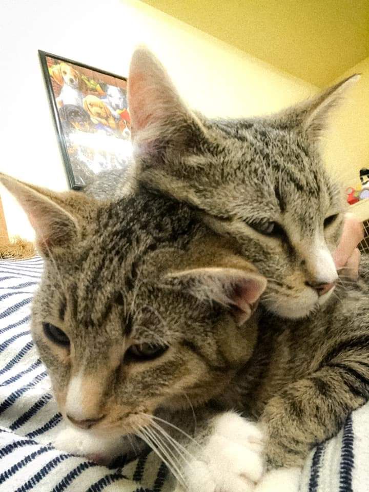 Two Cats Cuddling Each Other | Sidney, OH | Paws & Claws Retreat