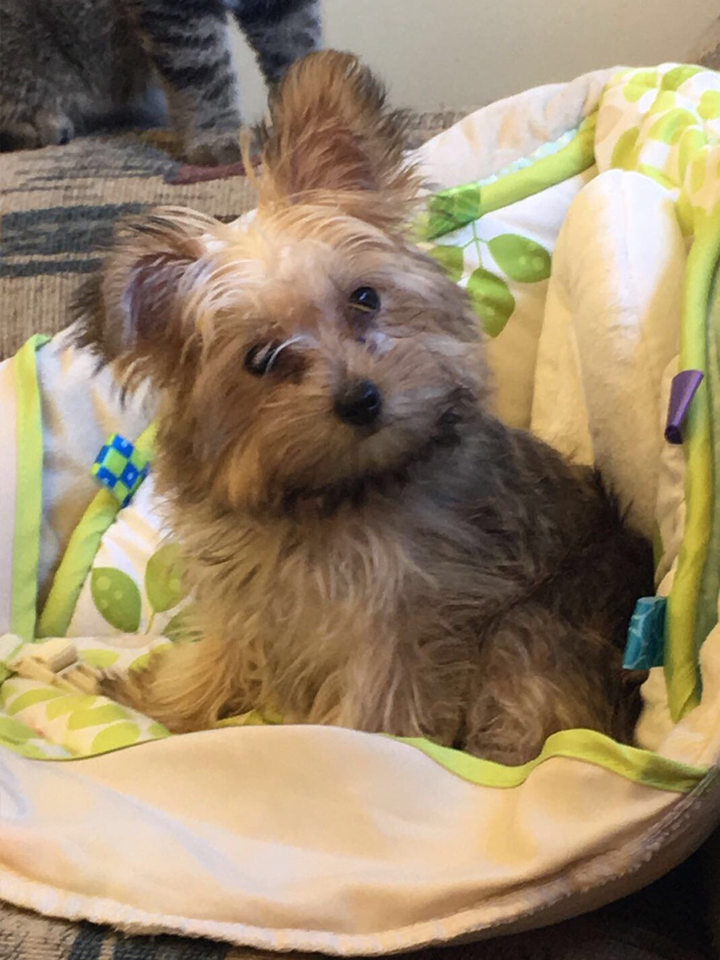 Dog Looking at The Camera | Sidney, OH | Paws & Claws Retreat