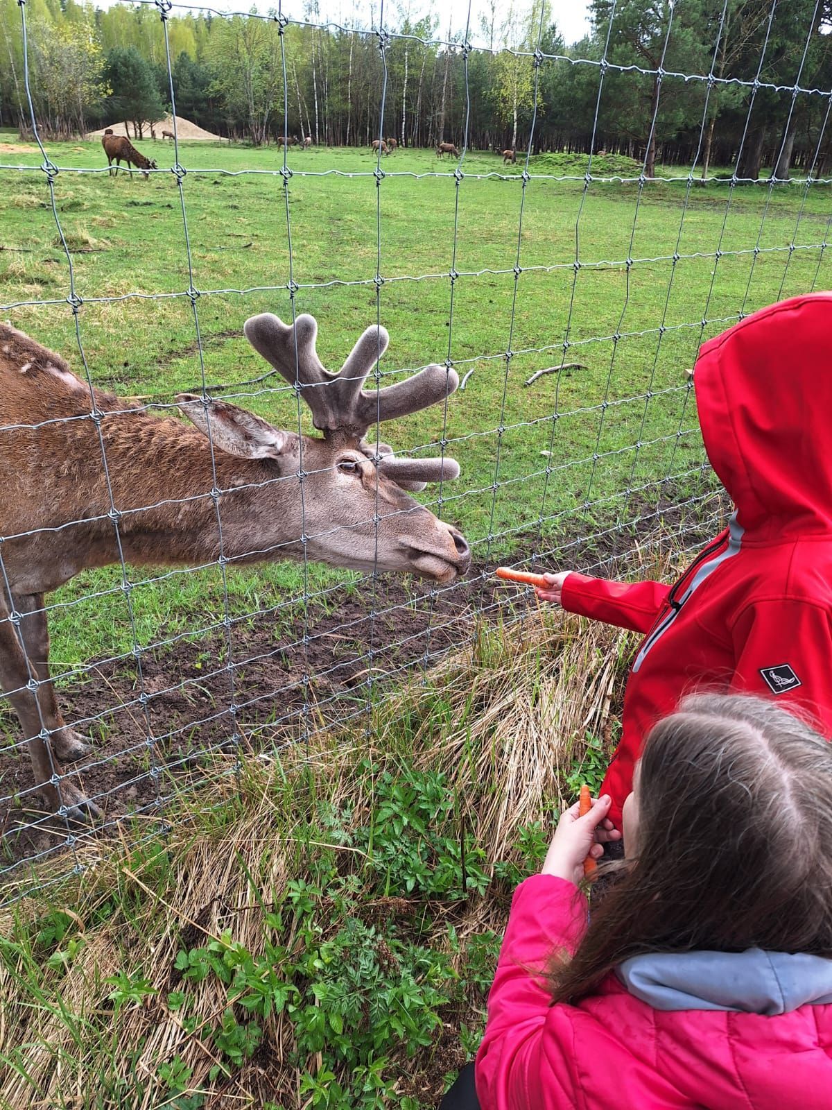 Two children in bright jackets offer carrots through a wire fence to a deer with velvet antlers in a grassy field.