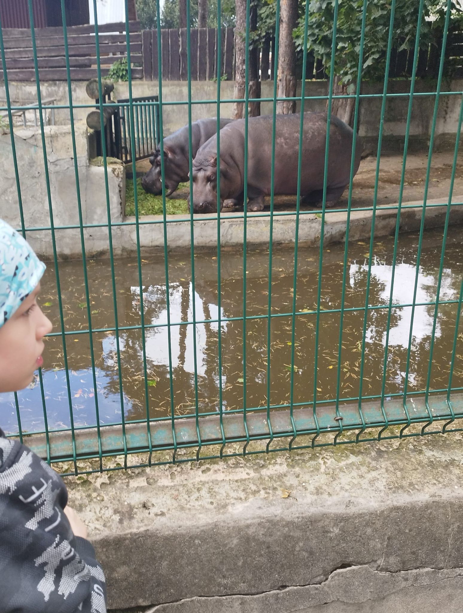 A child in a patterned beanie looks through a green metal fence at two hippos eating on the grass by a pool.