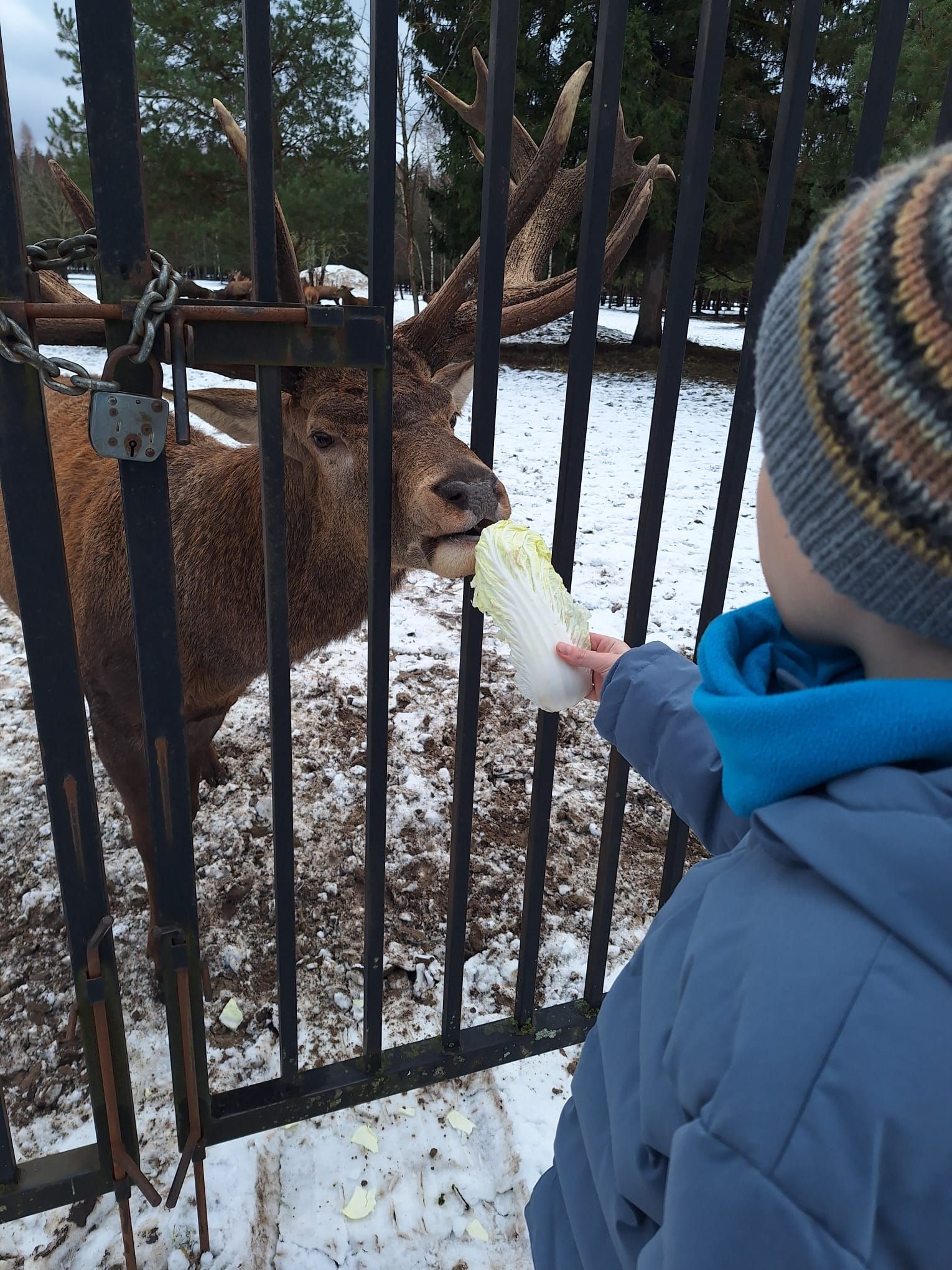 A child feeds a leafy vegetable through a metal fence to a brown deer with large antlers in a snowy outdoor enclosure.