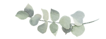 A close up of a eucalyptus branch with leaves on a white background.