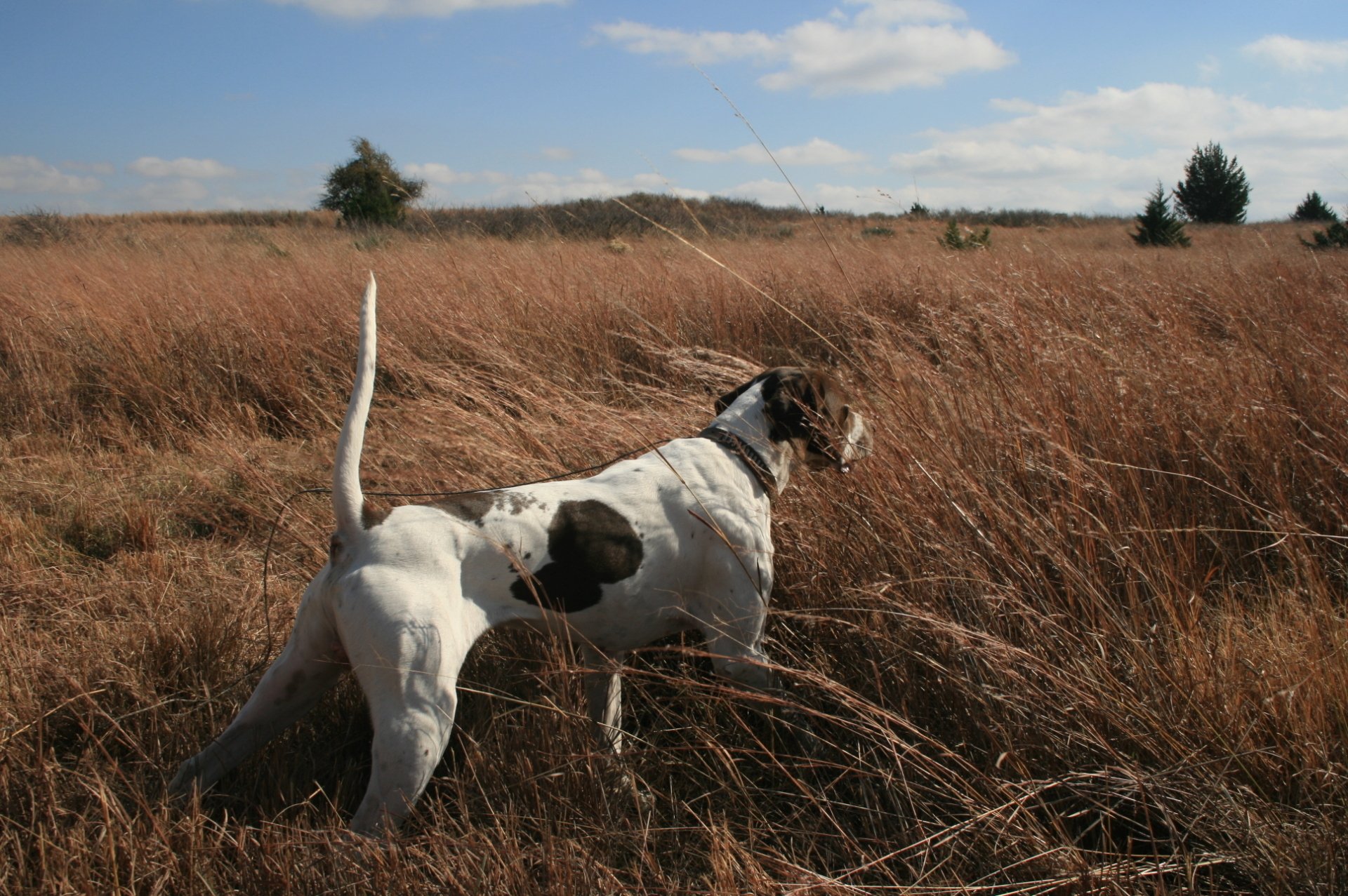 Oklahoma Quail Hunting,Guided Quail Hunt, Kansas Quail Hunting