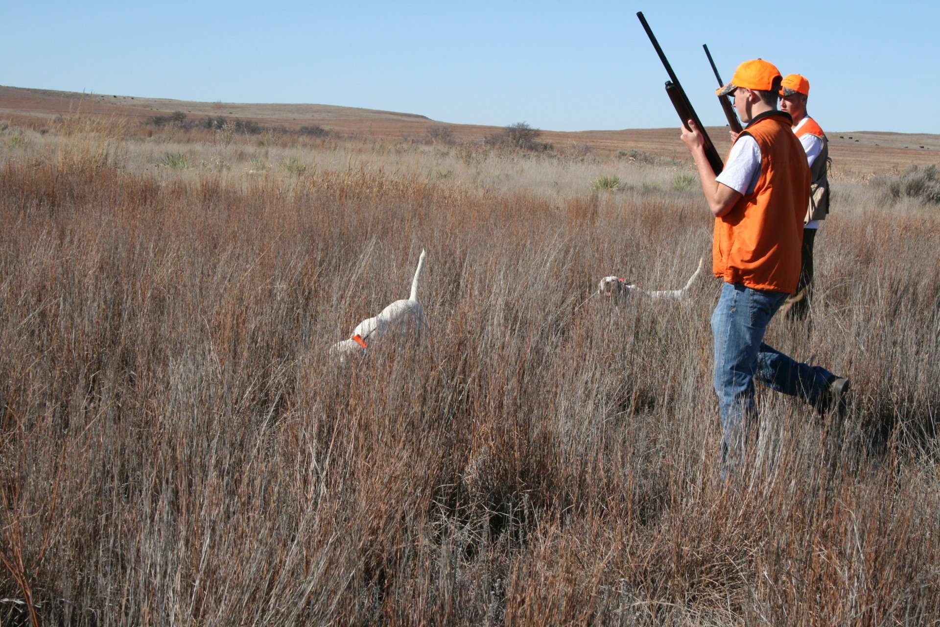 Oklahoma Quail Hunting,Guided Quail Hunt, Kansas Quail Hunting