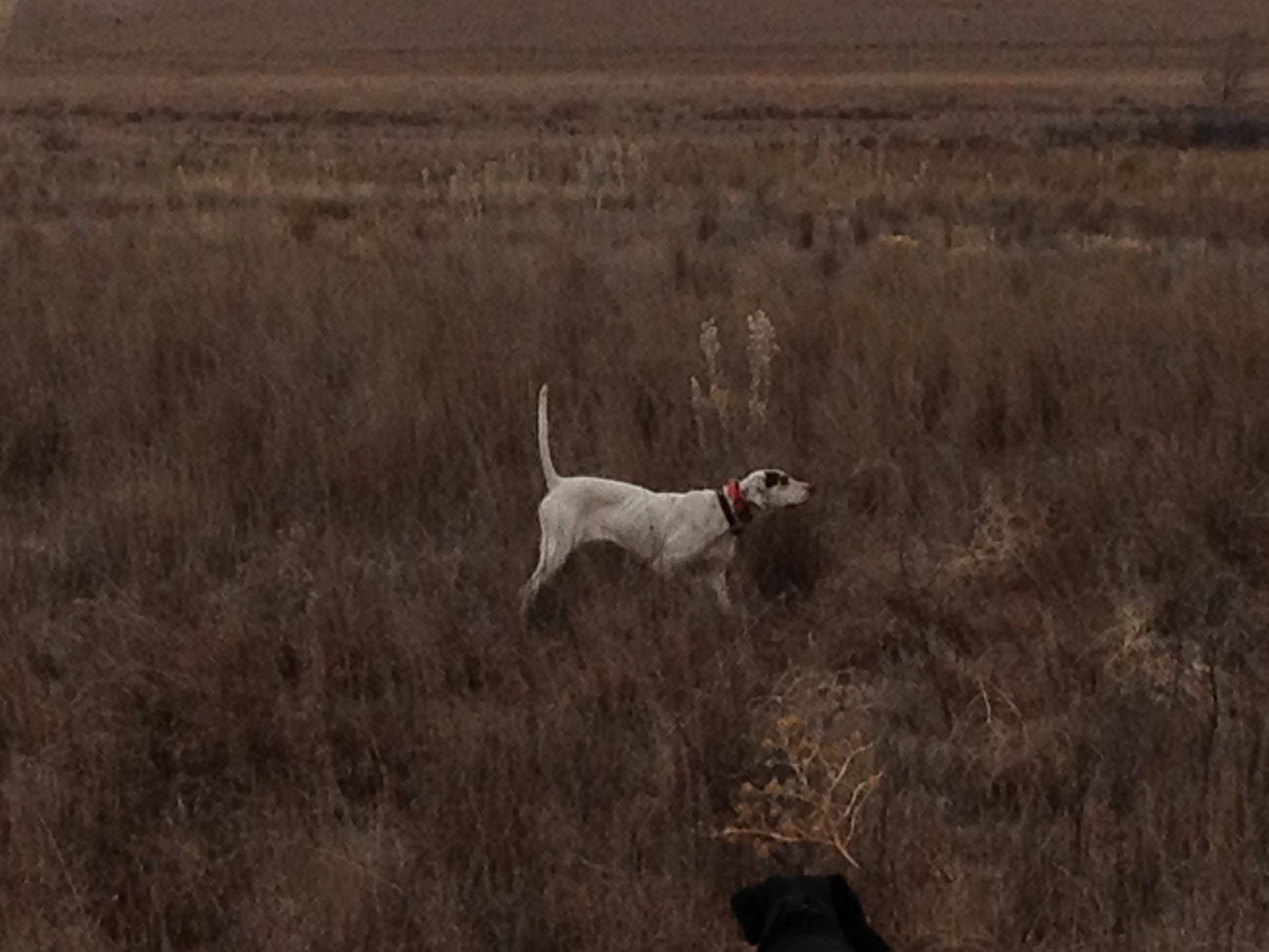 Oklahoma Quail Hunting,Guided Quail Hunt, Kansas Quail Hunting