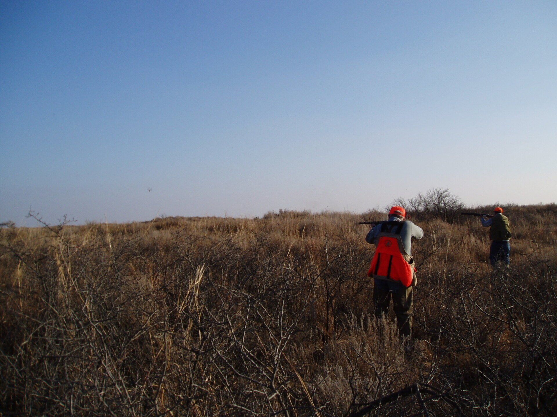 Oklahoma Quail hunting guide, Tl Guided Hunts, Lotspeich Ranch
