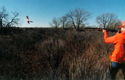 Oklahoma Quail Hunting,Guided Quail Hunt, Kansas Quail Hunting