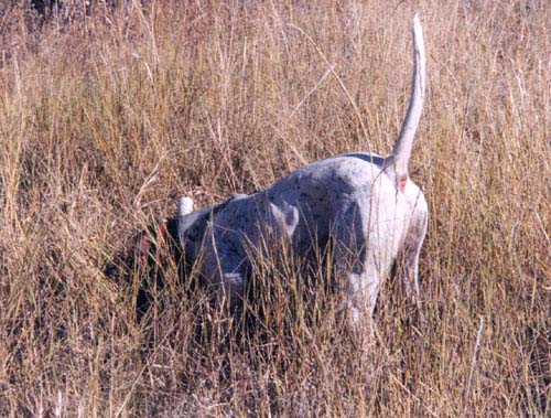 Oklahoma Quail Hunting,Guided Quail Hunt, Kansas Quail Hunting