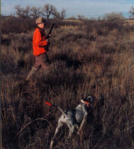 Oklahoma Quail Hunting,Guided Quail Hunt, Kansas Quail Hunting