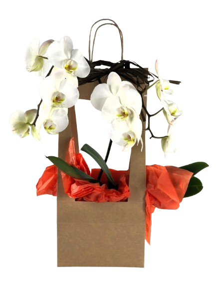 valente shop