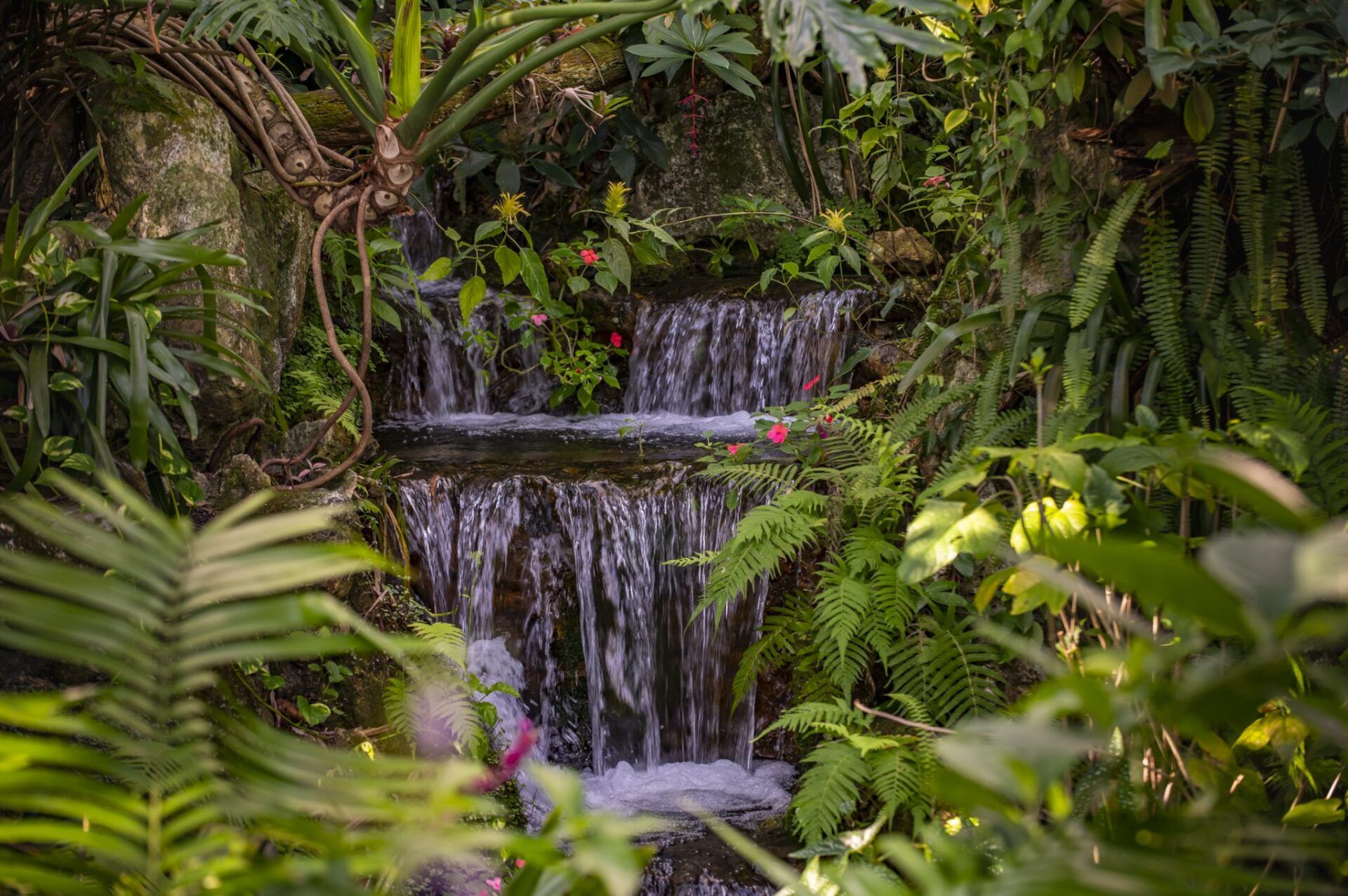 Small waterfall cascading over rocks, surrounded by lush green plants and foliage.
