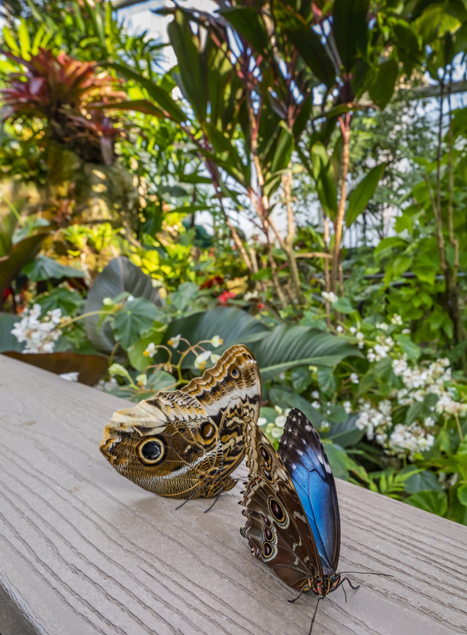 Two butterflies with ornate wings, brown and blue, rest on a wooden surface surrounded by lush green foliage.