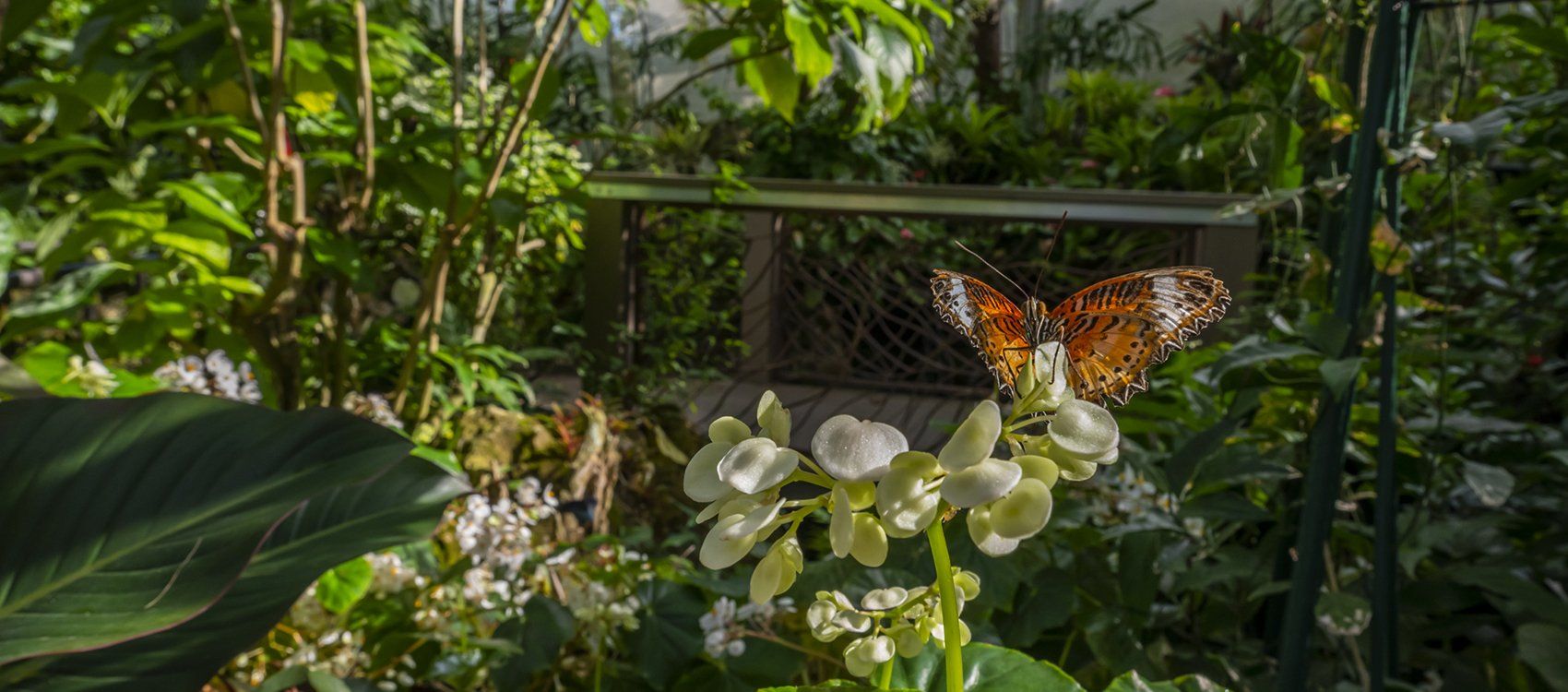 Butterfly with orange wings resting on white flowers in a green garden.