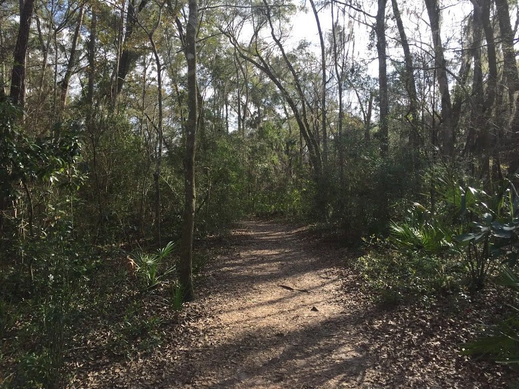 Dirt path winding through a sunlit forest, surrounded by trees and green bushes.