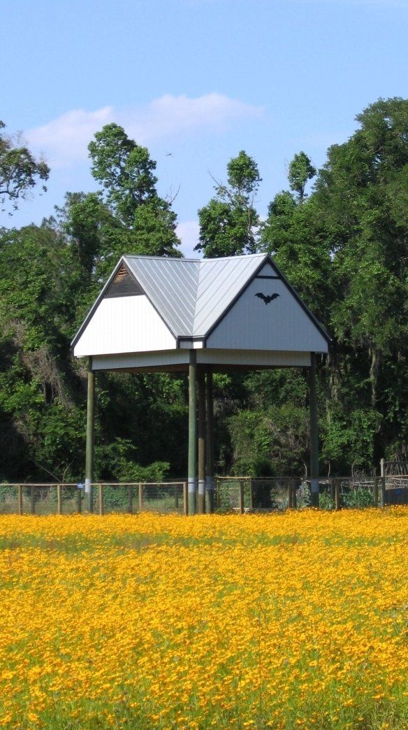 Gazebo with a silver roof, set in a field of yellow flowers, backed by trees.
