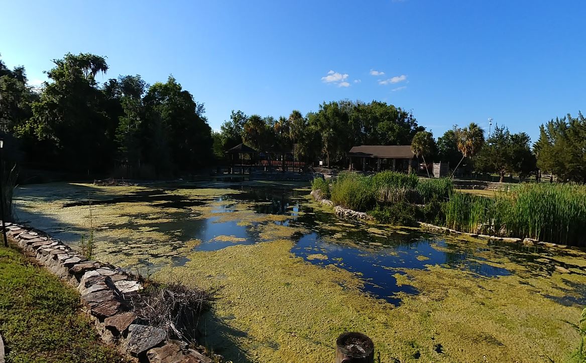 Pond covered in green algae and aquatic plants, with trees and a building in the background under a blue sky.