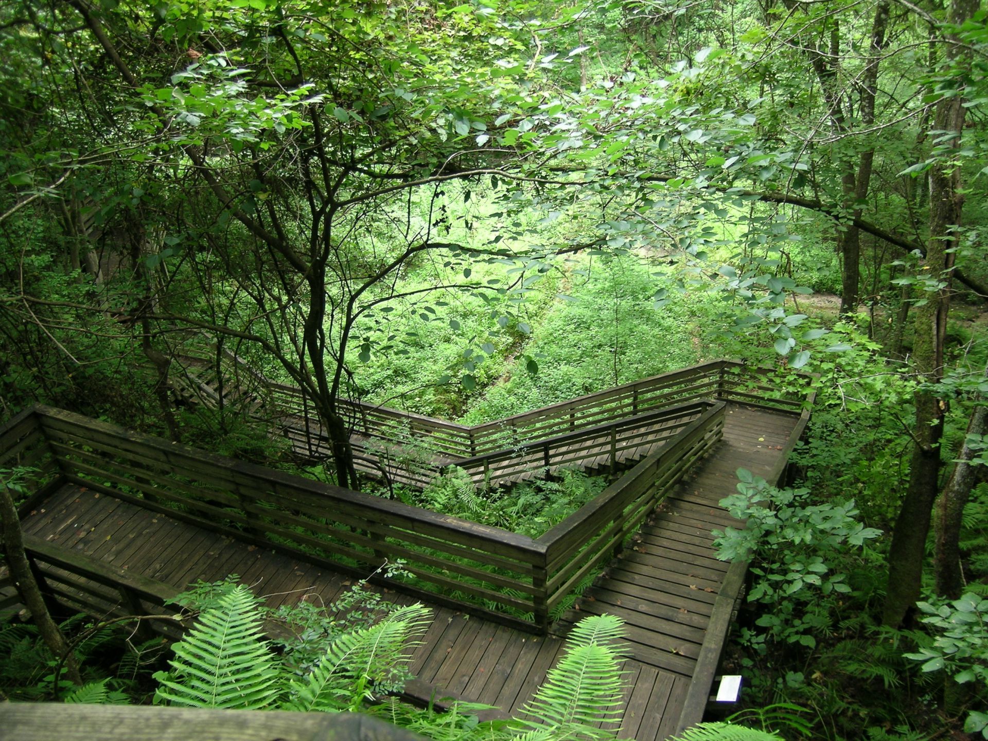 Wooden stairs winding through a lush green forest, surrounded by ferns and trees.