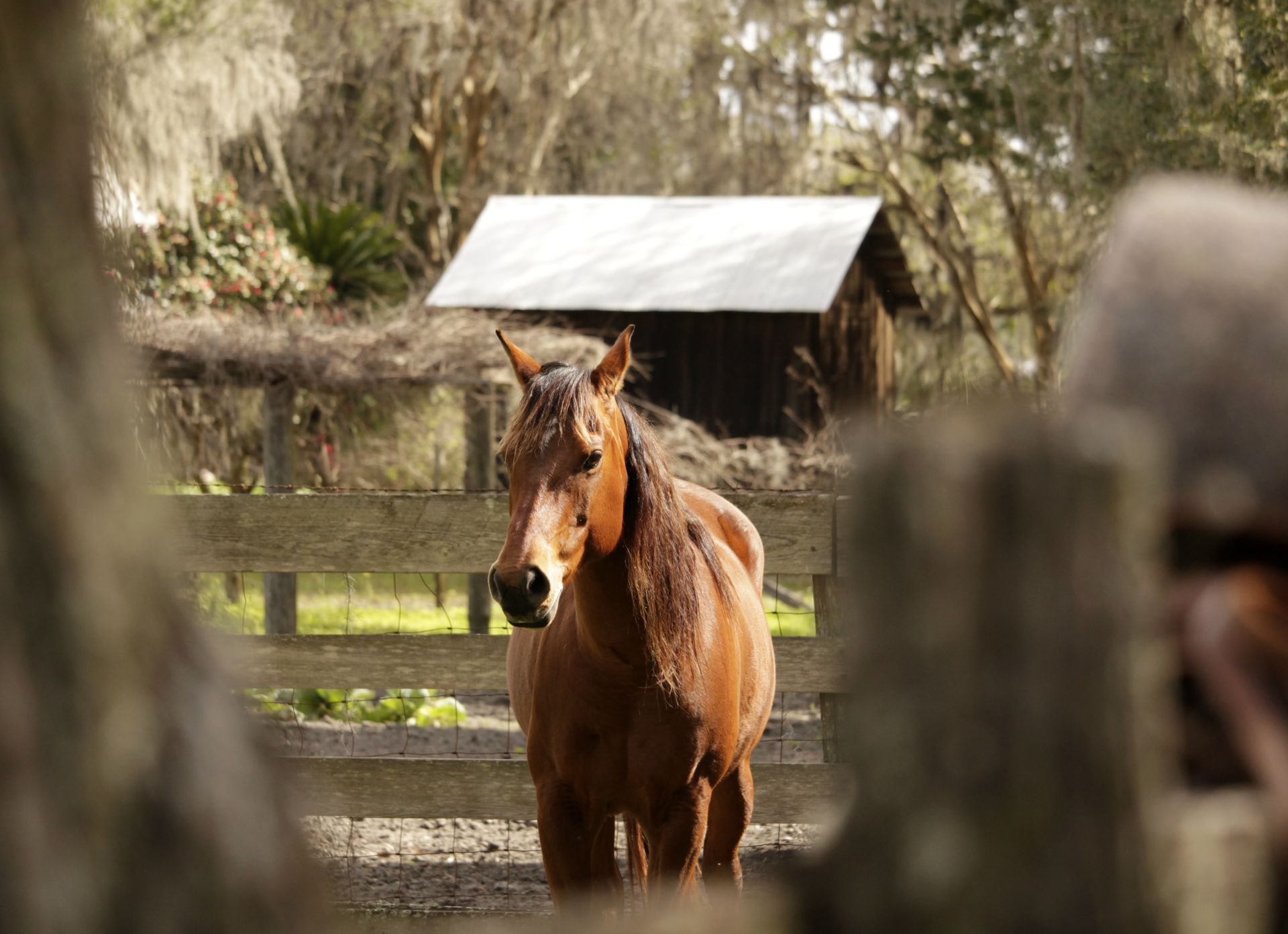 Brown horse stands behind a wooden fence, small barn in background.