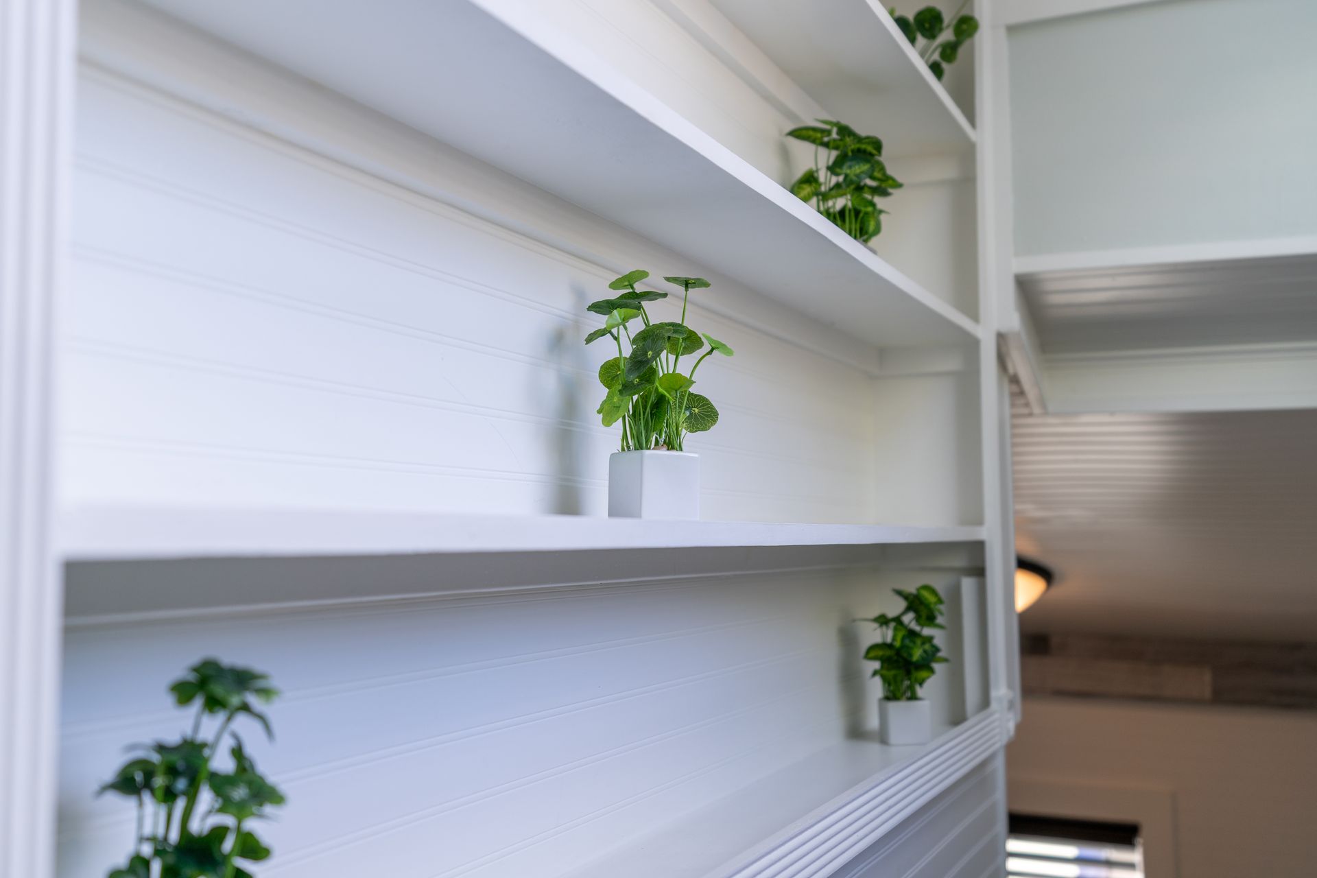 White shelves with small potted plants against a white wall.